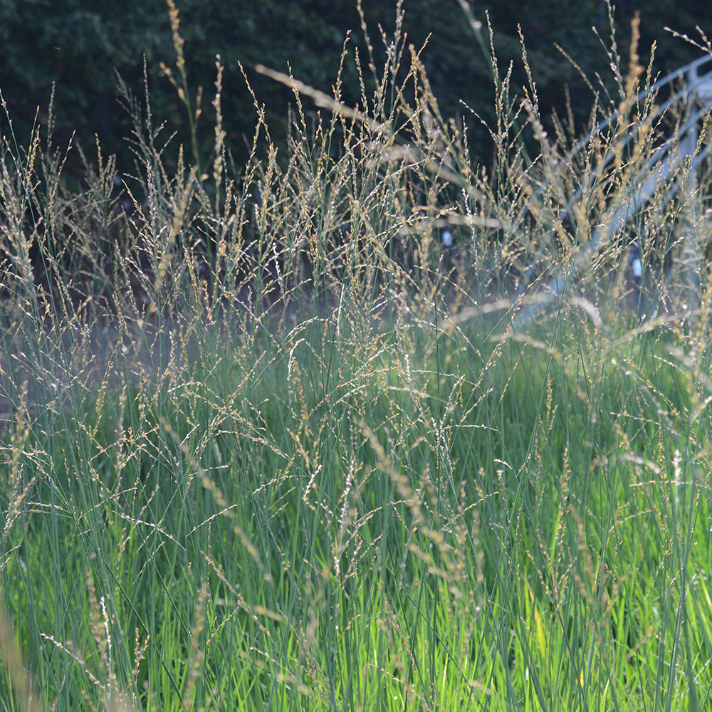 Mist in Motion Moor Grass (Molinia 'Mist in Motion')