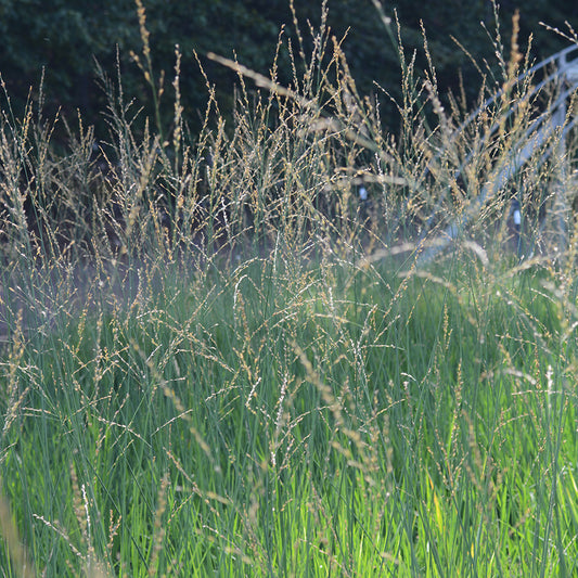 Mist in Motion Moor Grass (Molinia 'Mist in Motion')