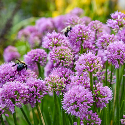 All the Buzz Ornamental Onion (Allium 'All the Buzz')