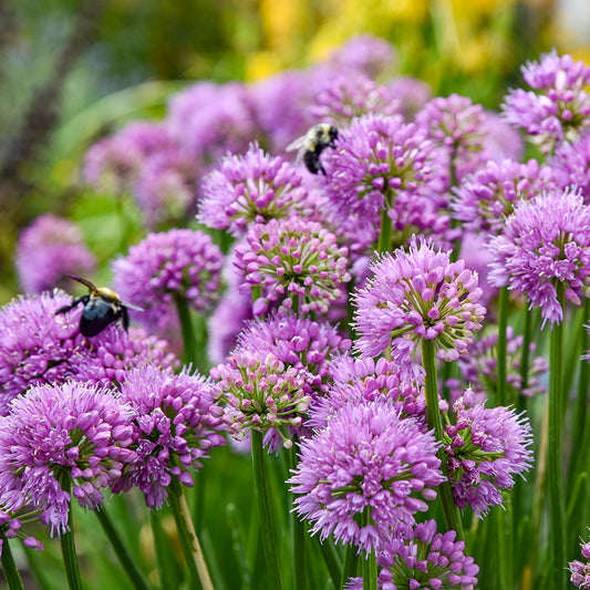 All the Buzz Ornamental Onion (Allium 'All the Buzz')