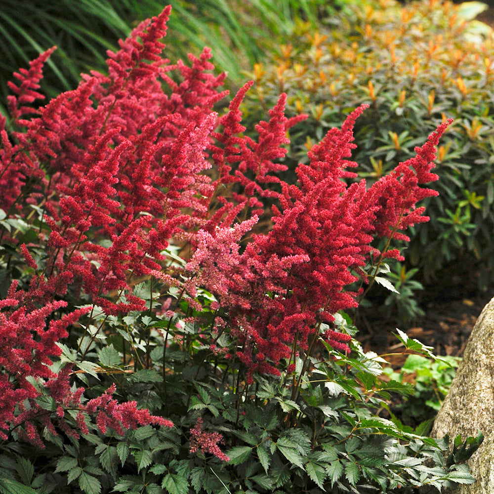 Fanal Astilbe (Astilbe arendsii 'Fanal')