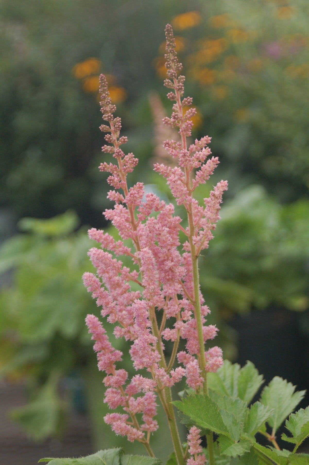 Visions in Pink Astilbe (Astilbe chinensis 'Visions in Pink')