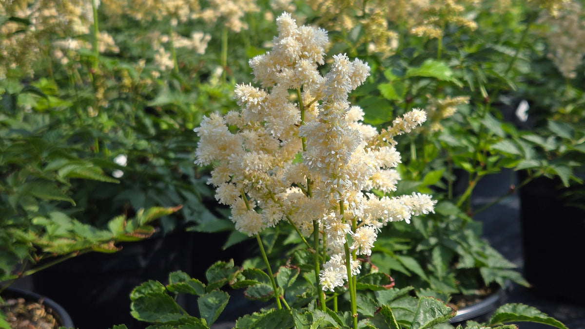 Deutschland Astilbe (Astilbe japonica 'Deutschland')