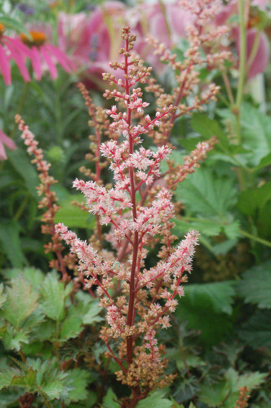 Delft Lace Astilbe (Astilbe 'Delft Lace')