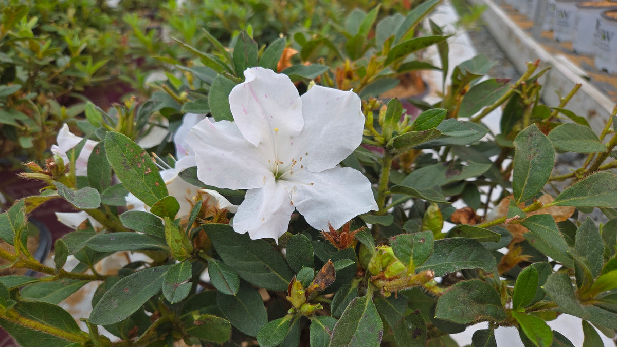 Encore® Autumn Lily™ Reblooming Azalea (Rhododendron Encore® 'Autumn Lily')