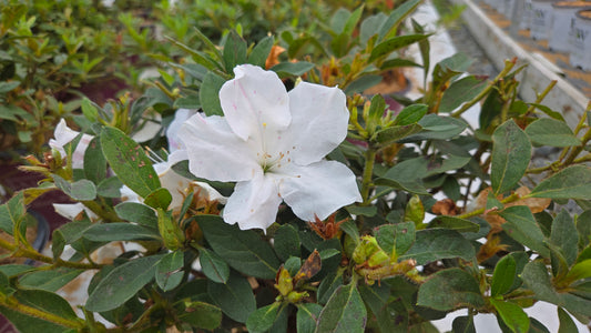 Encore® Autumn Lily™ Reblooming Azalea (Rhododendron Encore® 'Autumn Lily')