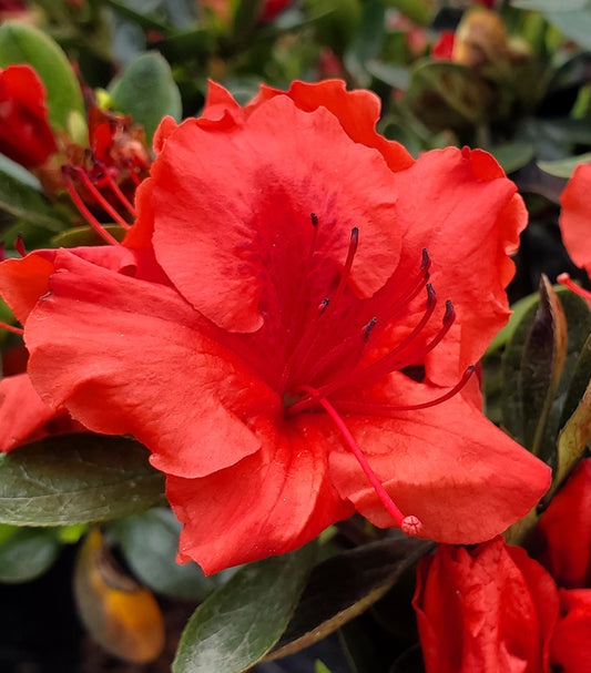 Girard's Crimson Azalea - photo 2