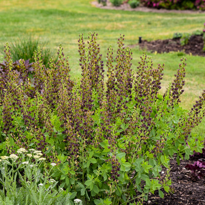 Dark Chocolate™ False Indigo (Baptisia 'Dark Chocolate')