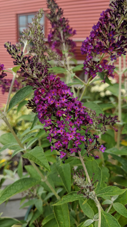 Monarch Dark Dynasty Butterfly Bush (Buddleia monarch 'Dark Dynasty')