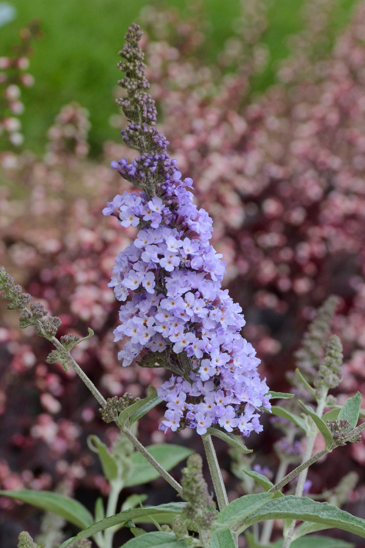 Monarch Glass Slippers | Butterfly Bush