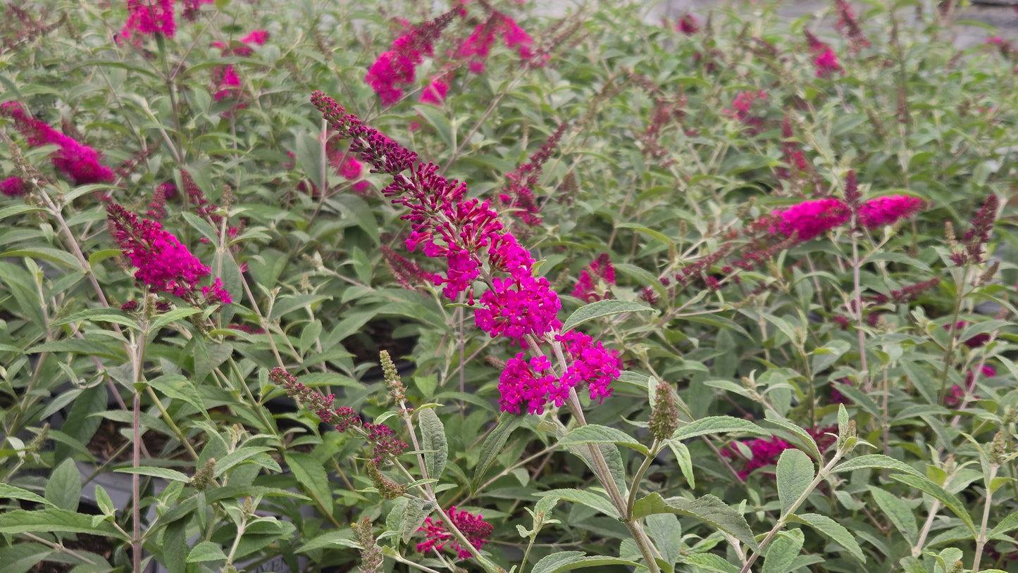 Miss Ruby | Butterfly Bush