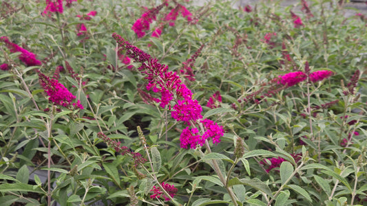 Miss Ruby | Butterfly Bush