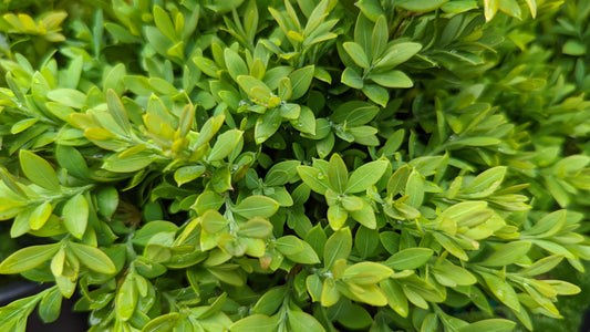 Green Gem | Boxwood