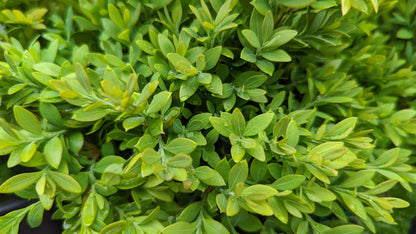 Blue Fortune | Hyssop