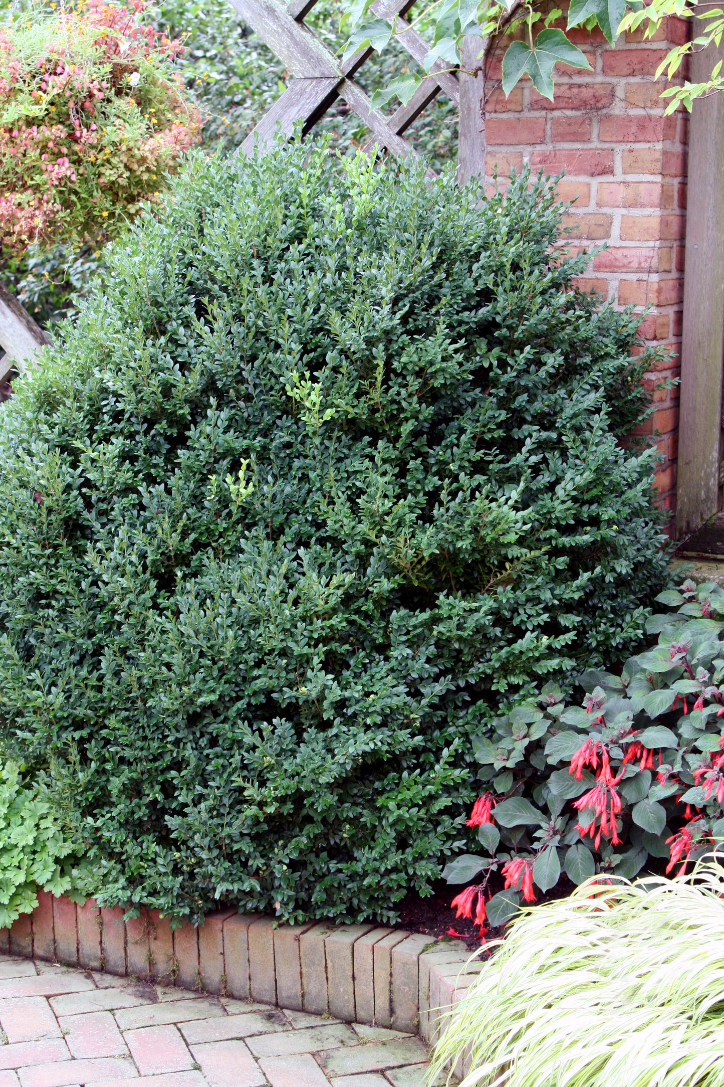 Green Mountain | Boxwood