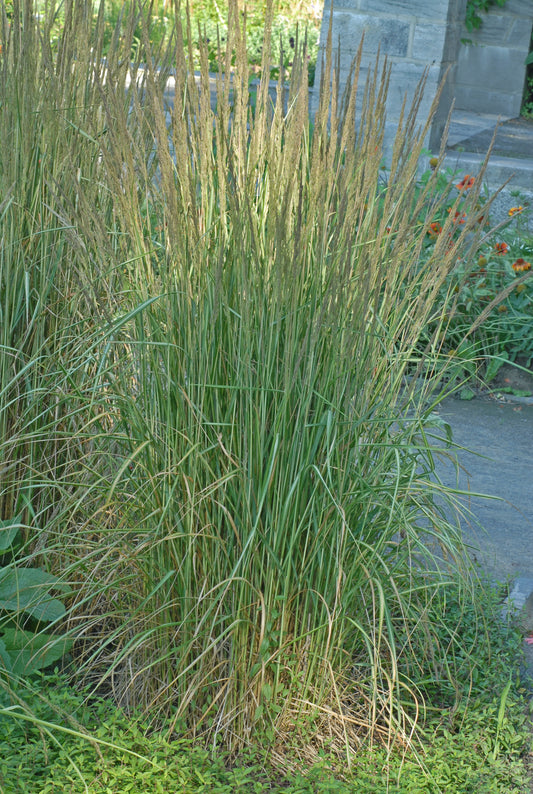 Avalanche Feather Reed Grass (Calamagrostis acut. 'Avalanche')