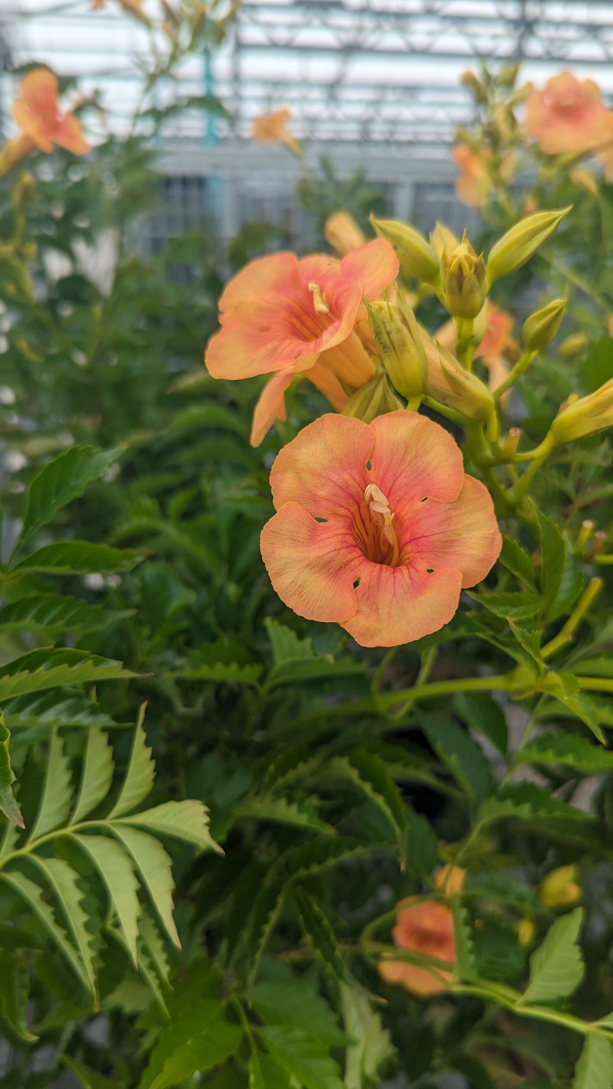 Summer Jazz Sunrise Gold Trumpet Vine (Campsis x tag. 'Summer Jazz Sunrise Gold')