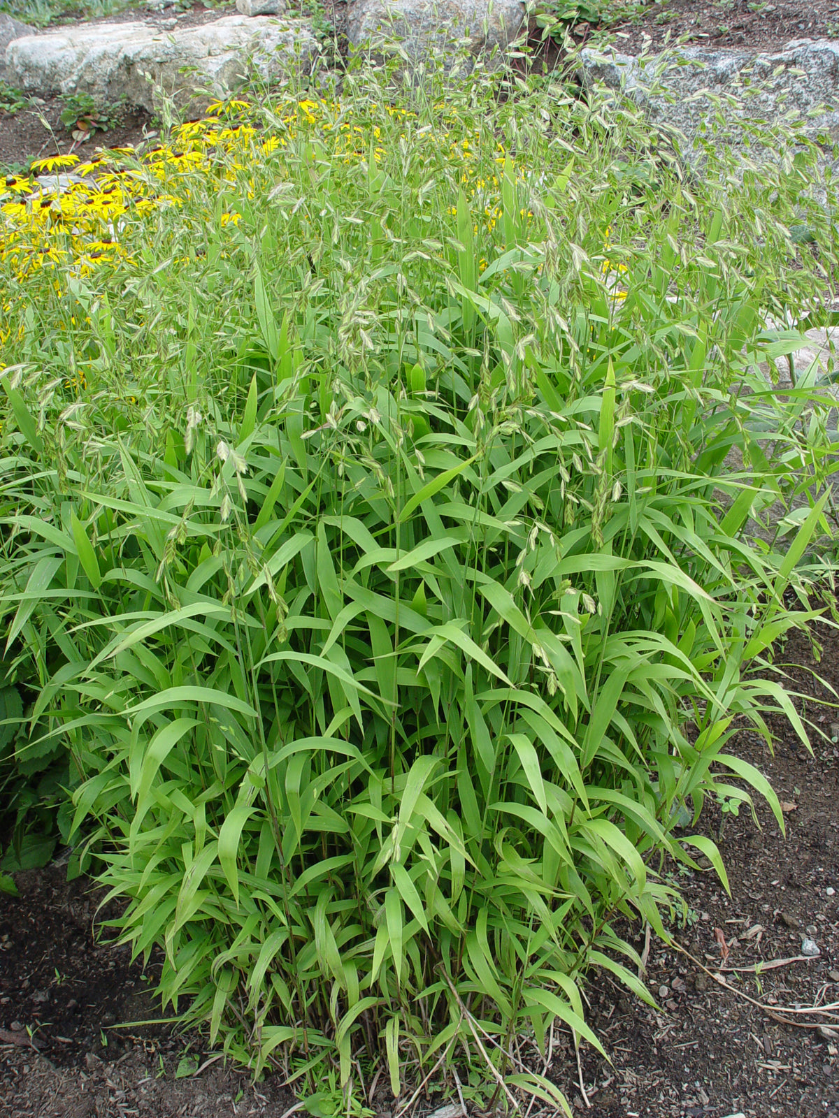 Northern Sea Oats - photo 2