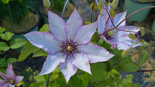 Samaritan Jo™ Clematis (Clematis 'Samaritan Jo')