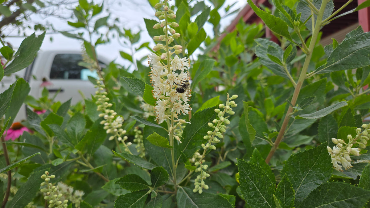 Native Summersweet (Clethra alnifolia)