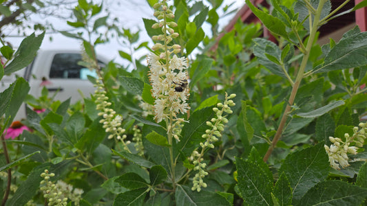 Native Summersweet (Clethra alnifolia)