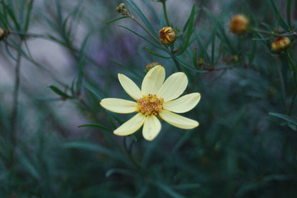 Moonbeam Tickseed (Coreopsis verticillata 'Moonbeam')
