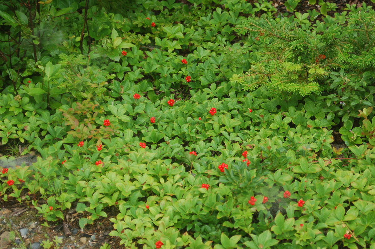 Bunchberry (Cornus canadensis)