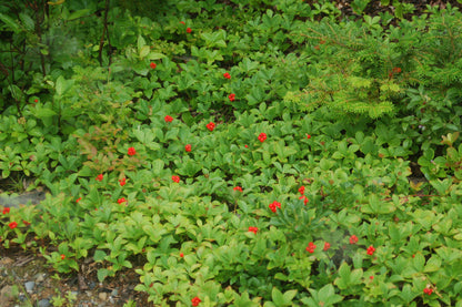 Bunchberry (Cornus canadensis)