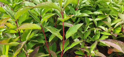 Cardinal Red Twig Dogwood (Cornus sericea 'Cardinal')