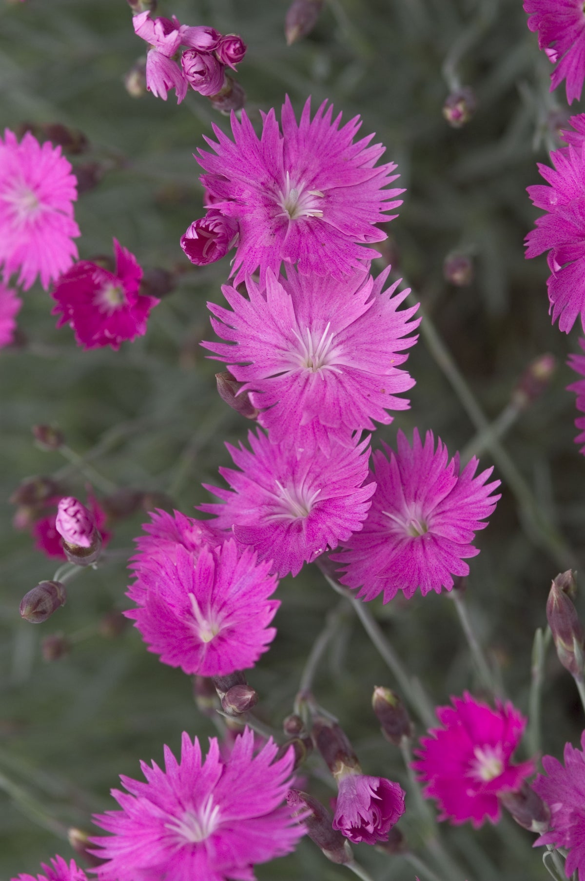 Firewitch Dianthus - photo 2