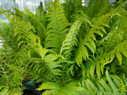 Leather Wood Fern (Dryopteris marginalis)