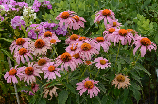 Prairie Splendor Coneflower - photo 2
