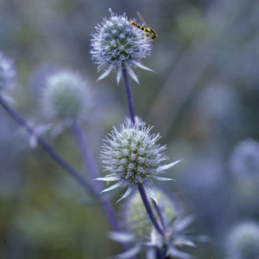 Blue Glitter Sea Holly (Eryngium planum 'Blue Glitter')