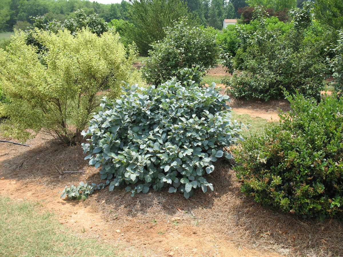 Blue Shadow | Fothergilla