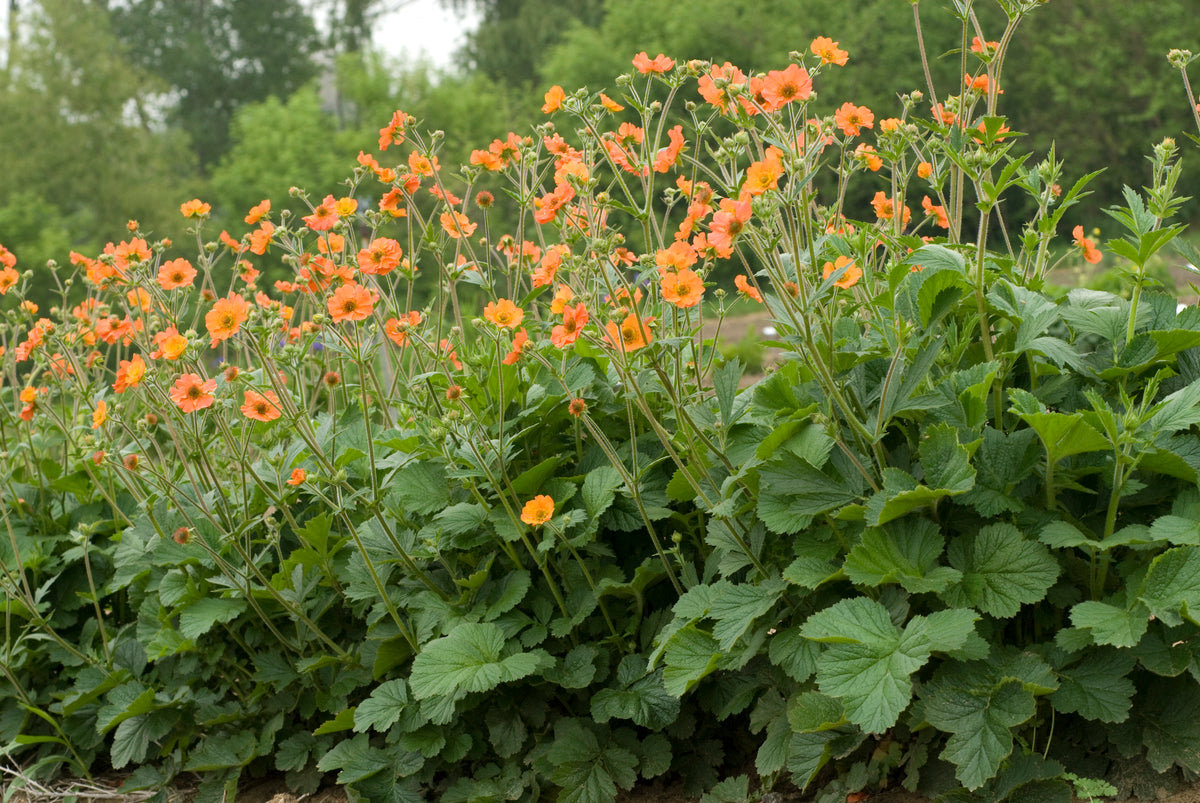 Totally Tangerine Geum (Geum 'Totally Tangerine')