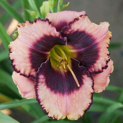 Daring Deception Daylily (Hemerocallis 'Daring Deception')
