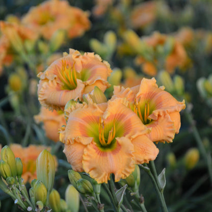 Rainbow Rhythm® Orange Smoothie Daylily (Hemerocallis rainbow rhythm 'Orange Smoothie')