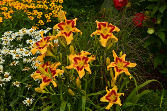 Rainbow Rhythm® Tiger Swirl Daylily (Hemerocallis rainbow rhythm 'Tiger Swirl')