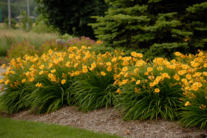 Stella d'Oro Yellow Daylily - photo 2