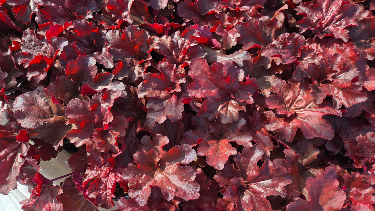 Mahogany Monster Coral Bells - photo 2