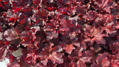 Mahogany Monster Coral Bells - photo 2