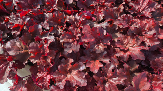 Mahogany Monster Coral Bells - photo 2