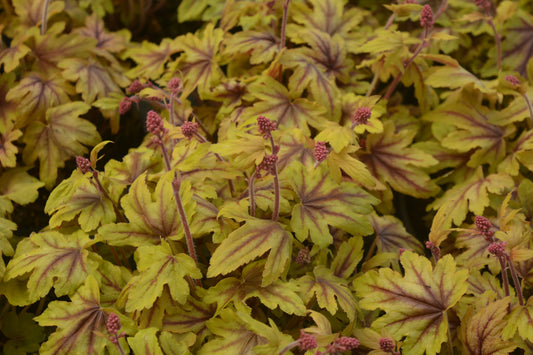 Fun and Games® Eye Spy Foamy Bells (Heucherella fun and games 'Eye Spy')