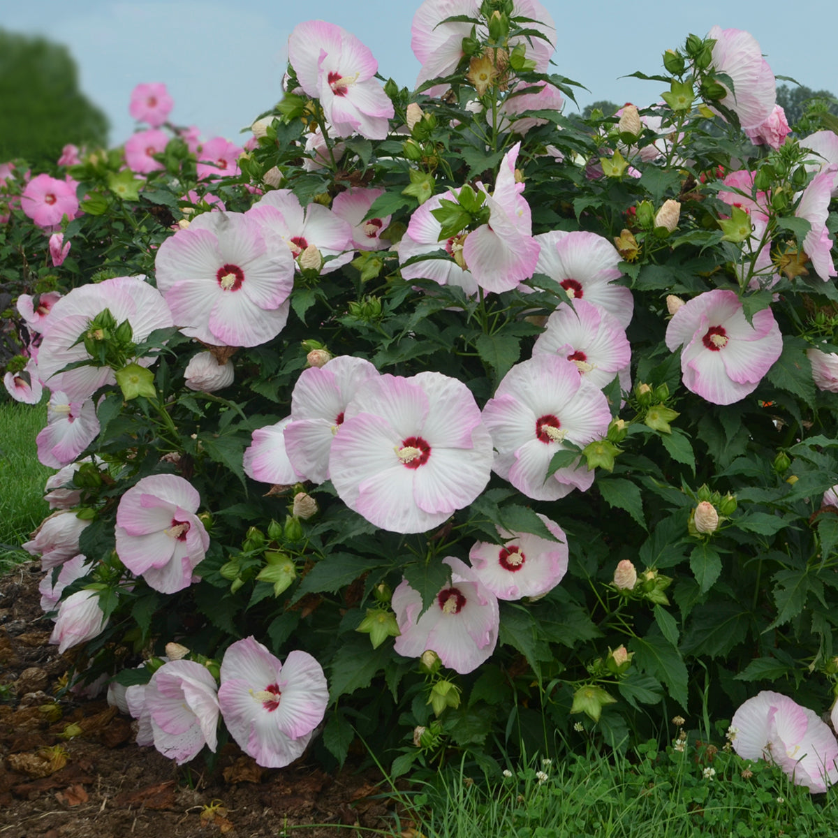 Summerific® Ballet Slippers Hardy Hibiscus - photo 2