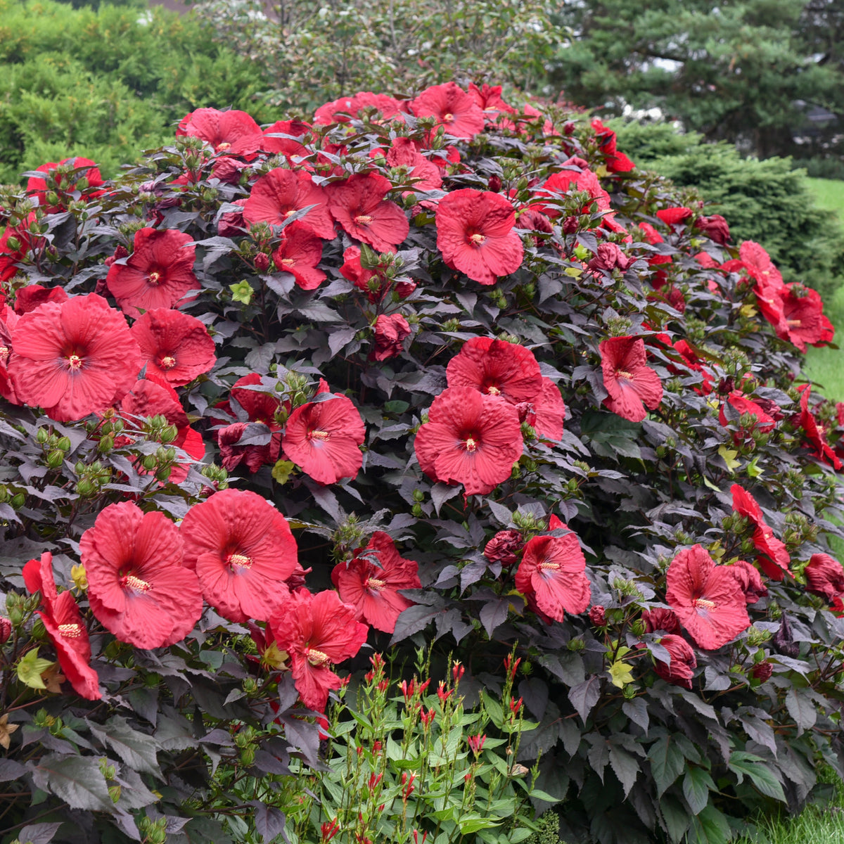 Summerific® Holy Grail Hardy Hibiscus (Hibiscus summerific 'Holy Grail')