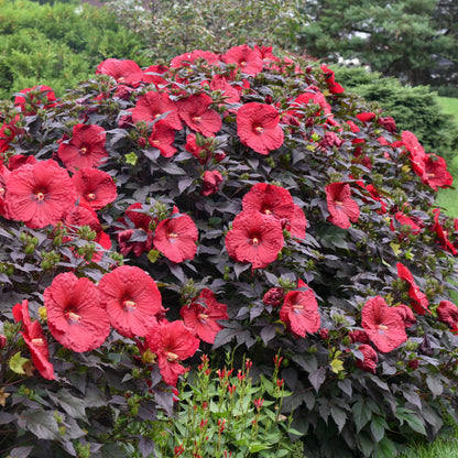 Summerific® Holy Grail Hardy Hibiscus (Hibiscus summerific 'Holy Grail')