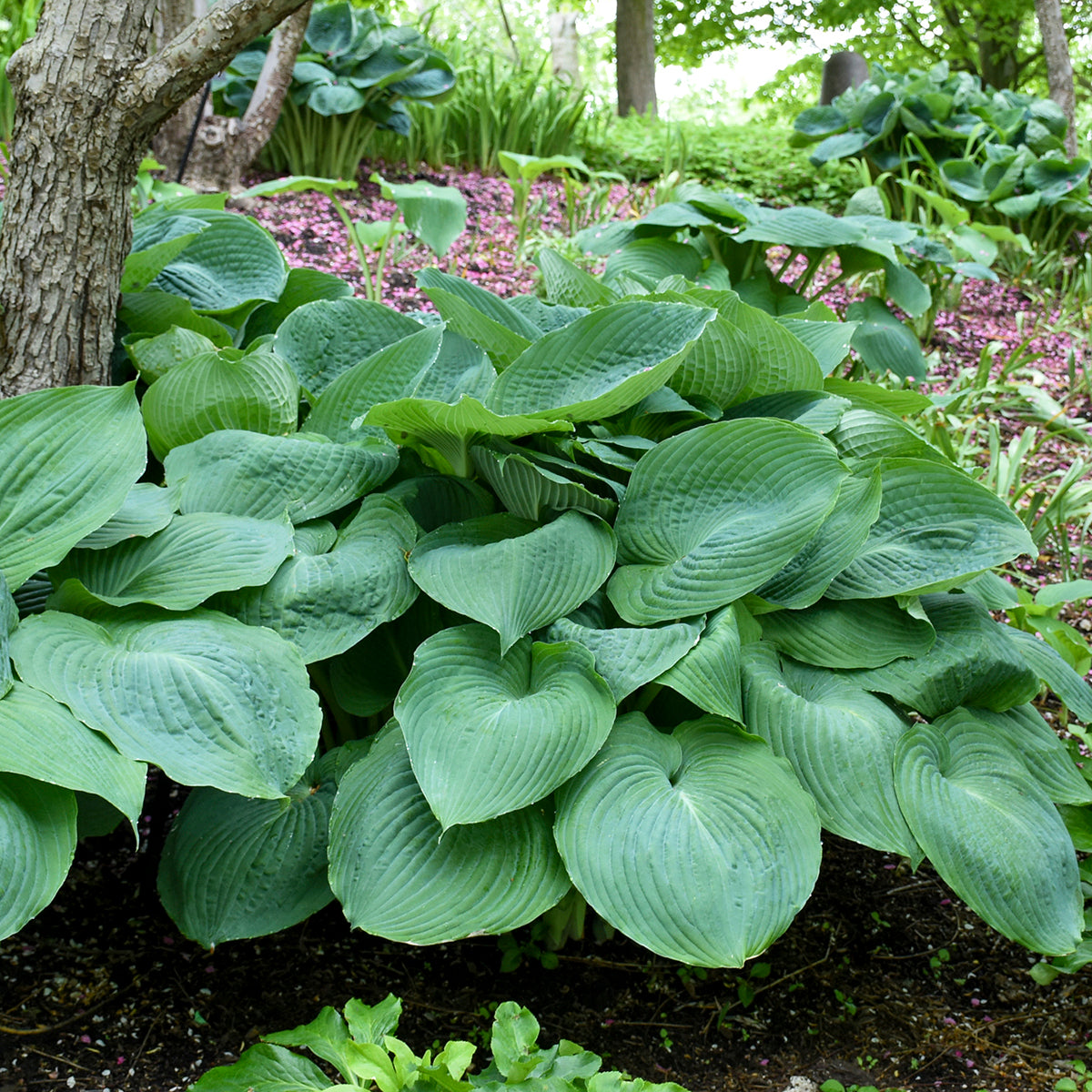 Big Daddy Hosta (Hosta 'Big Daddy')
