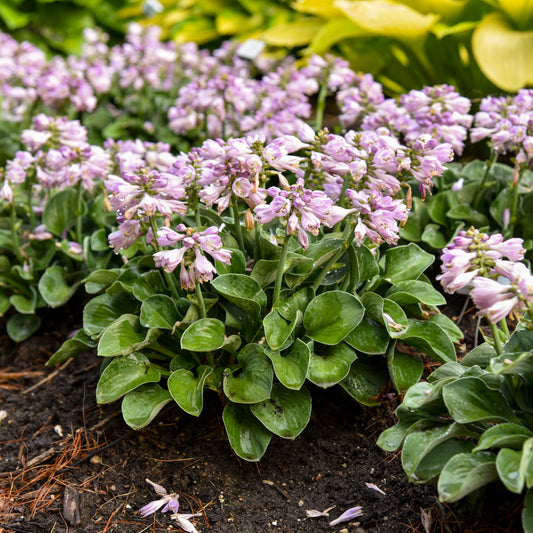 Blue Mouse Ears Hosta (Hosta 'Blue Mouse Ears')
