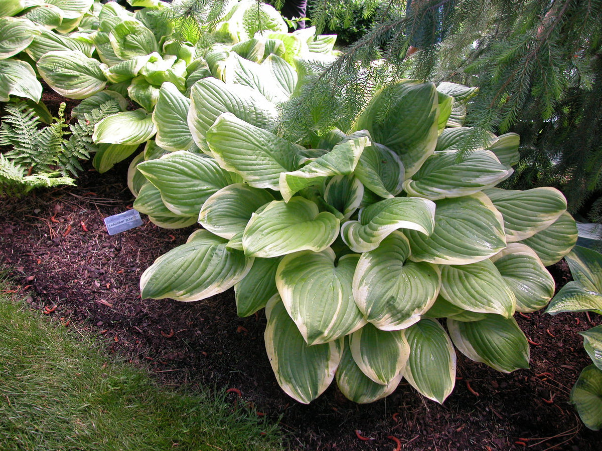 Fragrant Bouquet Hosta (Hosta 'Fragrant Bouquet')