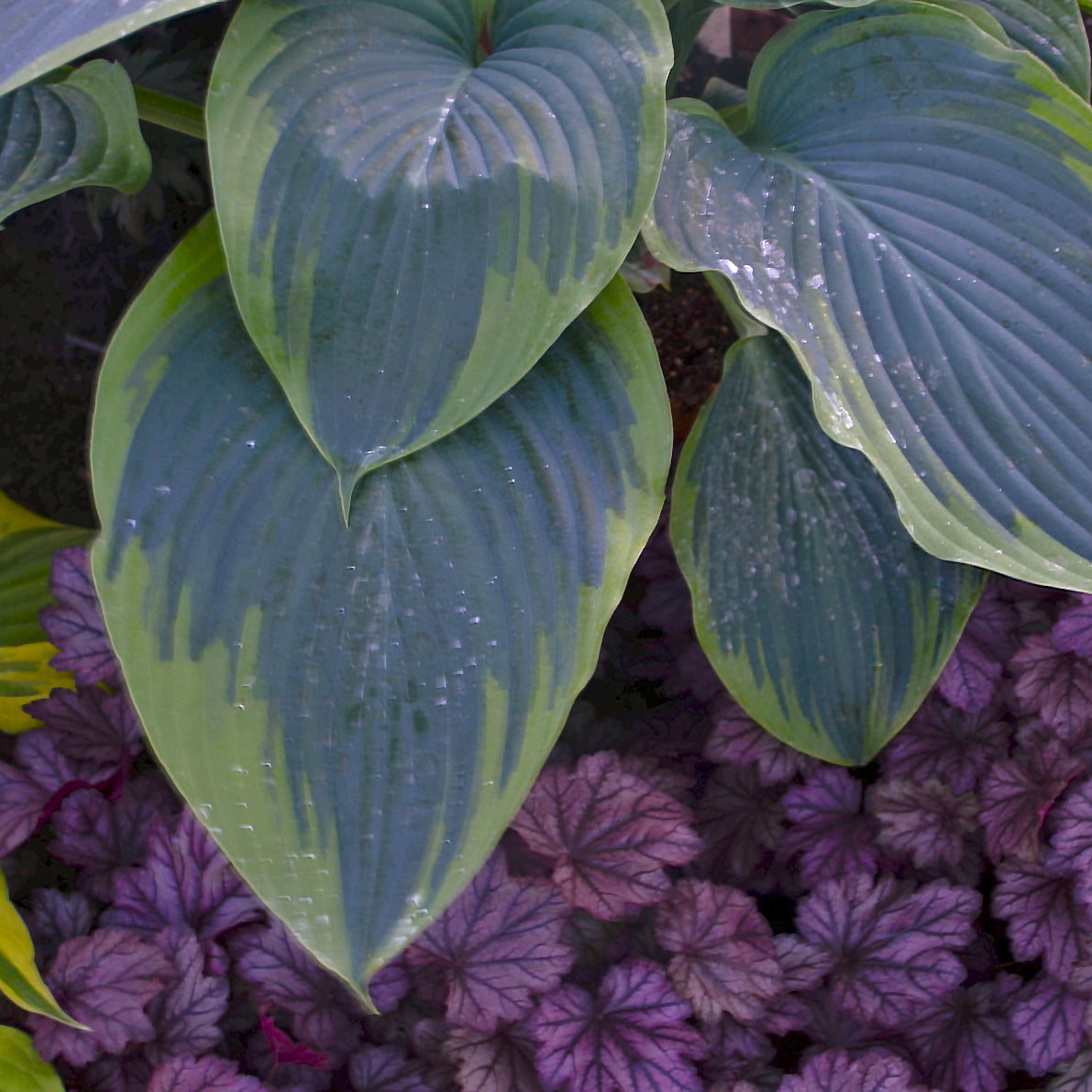Shadowland® Wu-La-La | Hosta